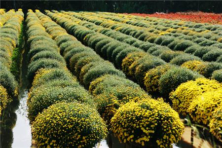 Sa Dec un grand jardin floral typique du delta du Mékong